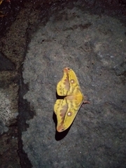 Copaxa lavenderohidalgensis