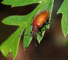 Metriolagria affinis