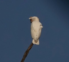 Cacatua goffiniana