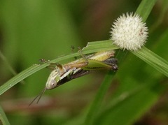 Spathosternum prasiniferum