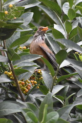 Turdus rufopalliatus