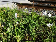 Silene latifolia