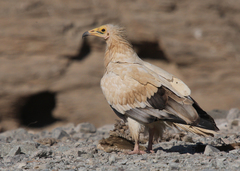 Neophron percnopterus