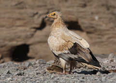 Neophron percnopterus