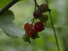 Ribes petraeum
