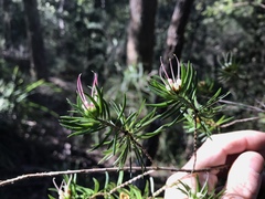 Darwinia procera