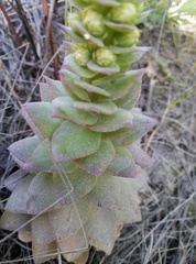Orostachys malacophylla