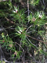 Darwinia procera