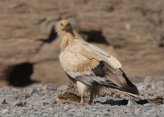 Neophron percnopterus