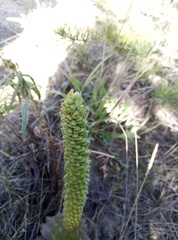 Orostachys malacophylla