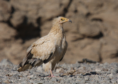 Neophron percnopterus