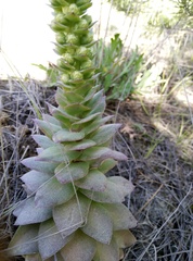Orostachys malacophylla