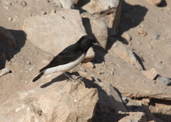 Oenanthe albonigra