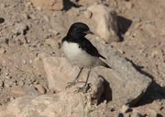 Oenanthe albonigra