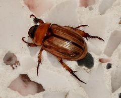 Anomala pallida