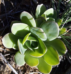 Orostachys malacophylla