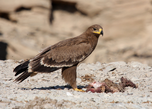 Steppe Eagle