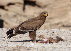 Steppe Eagle photo 4