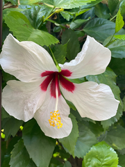Hibiscus rosa-sinensis