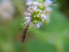 Anopheles plumbeus