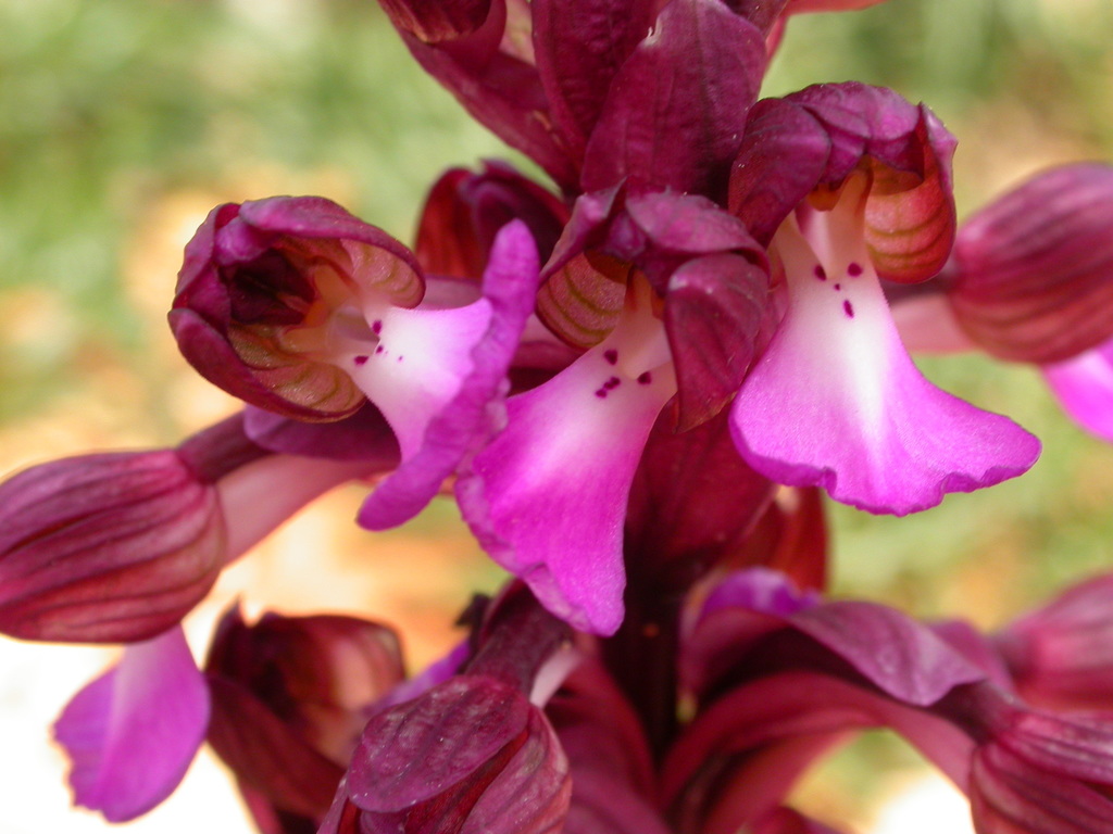 Anacamptis