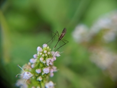 Anopheles plumbeus