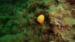 Alcyonium digitatum