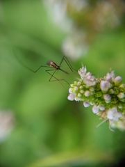 Anopheles plumbeus