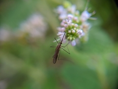 Anopheles plumbeus