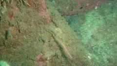 Callistephanus rosea