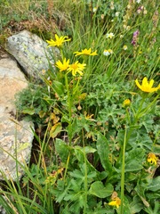 Senecio kolenatianus