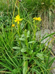 Senecio kolenatianus