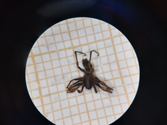 Liocranidae