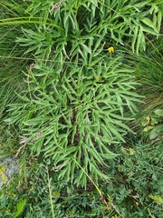 Agasyllis latifolia
