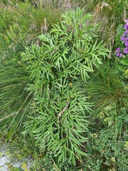 Agasyllis latifolia