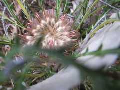 Banksia arctotidis