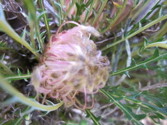 Banksia arctotidis