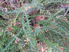 Banksia arctotidis