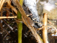 Annulipalpia