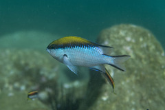 Chromis nitida