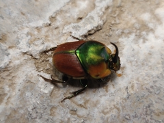 Proagoderus pactolus