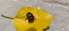 Proagoderus pactolus
