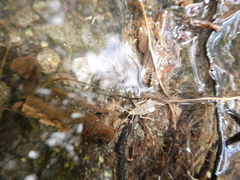 Annulipalpia