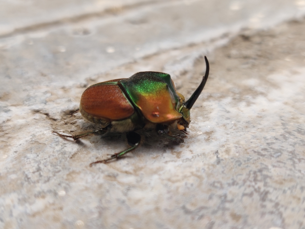 Proagoderus pactolus