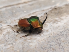 Proagoderus pactolus