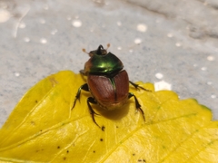 Proagoderus pactolus