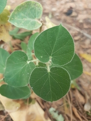 Pergularia tomentosa