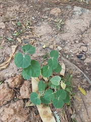 Pergularia tomentosa