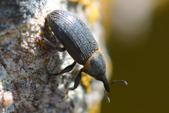 Mecinus collaris