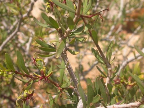 African wolfbane